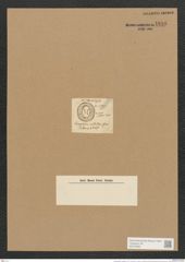 Campylodiscus hodgsonii W. Sm. (de-Toni-Nr.: Genus 57, Species 2432) Zeichnungen Sammlung Grunow Nr. 4896 (NHMW-BOT-W0373093)